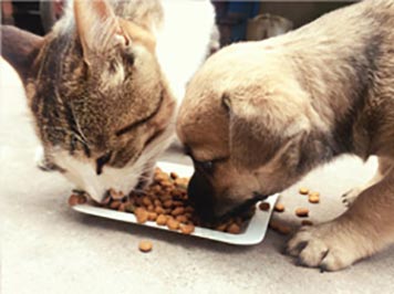 Veterinary & Pet Nutritional Ingredients